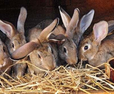 Розведення кроликів як бізнес: рентабельність ідеї, складання бізнес-плану для початківців