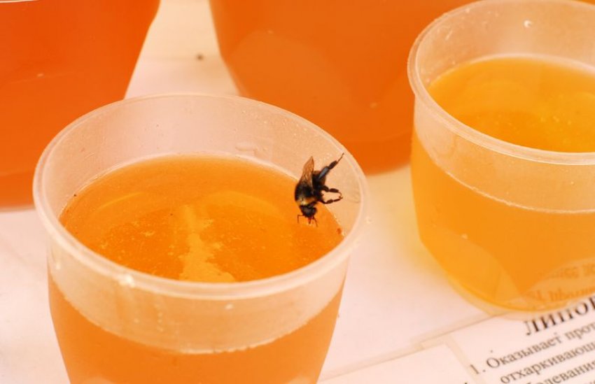 Де застосовується джмелиний мед Де застосовується джмелиний мед