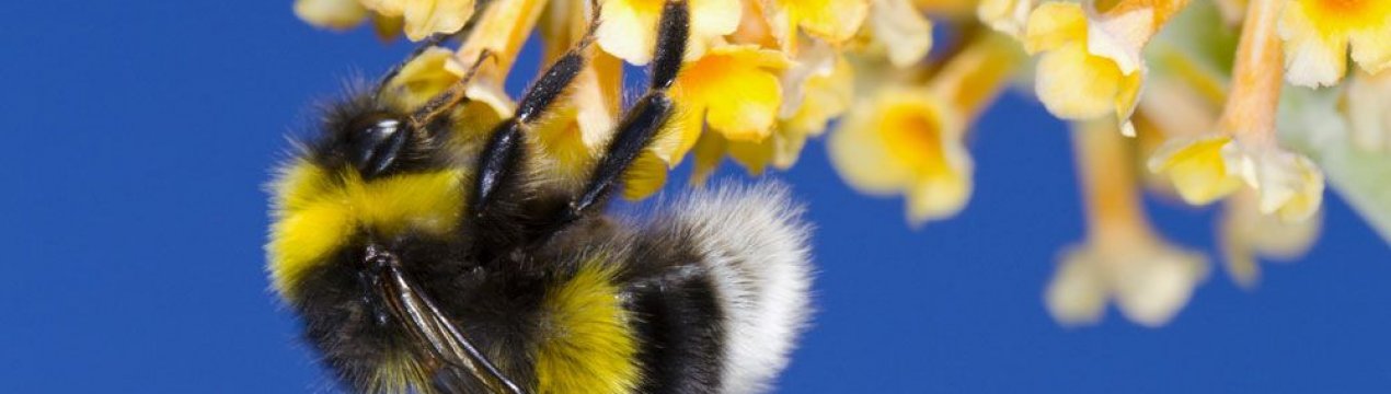 Характеристика і опис меду джмелів
