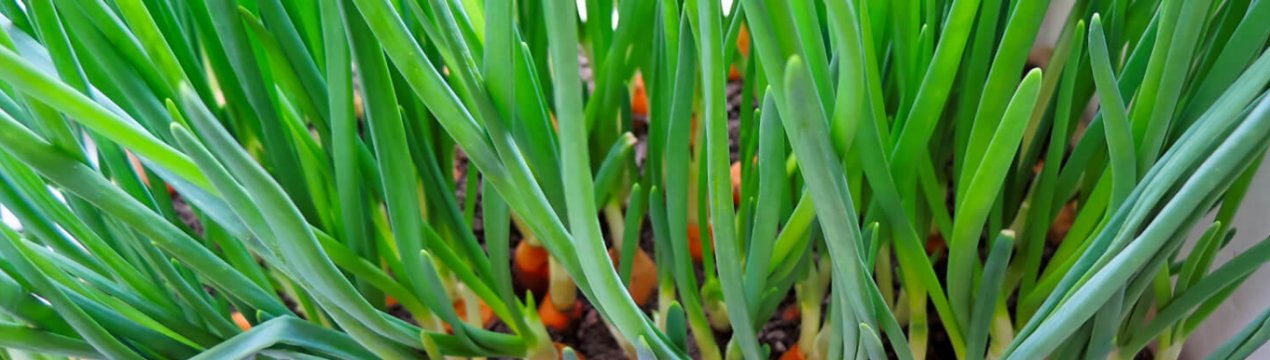 Особливості посадки цибулі в поліетиленовому пакеті