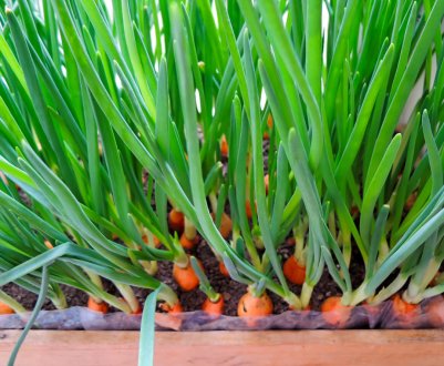 Особливості посадки цибулі в поліетиленовому пакеті