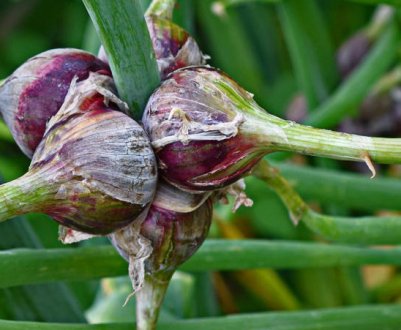 Багатоярусна цибуля: способи розмноження, садіння і догляд