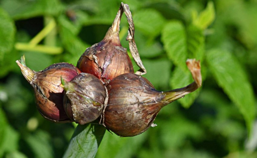 Багатоярусна цибуля