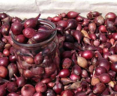 Цибуля Кармен: особливості вирощування та догляду