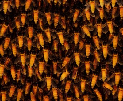 Особливості гімалайських бджіл та їх меду