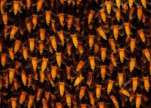 Особенности гималайских пчёл и их мёда