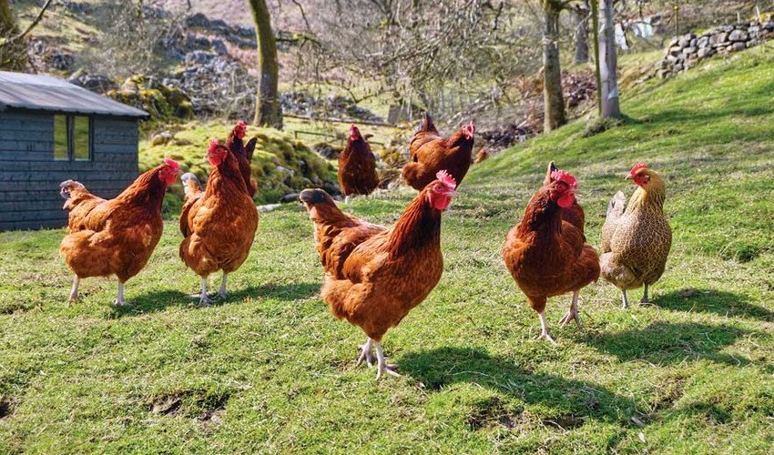 Червона кубанська Червона кубанська