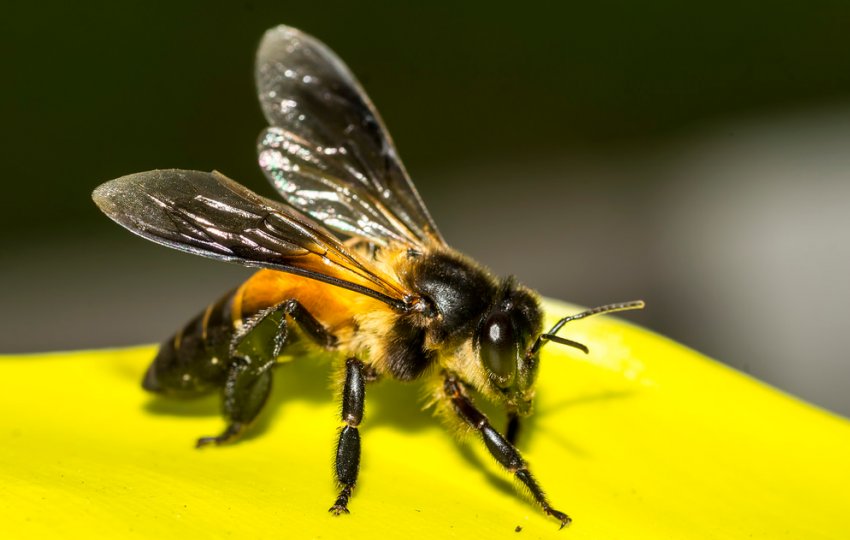 Apis dorsata
