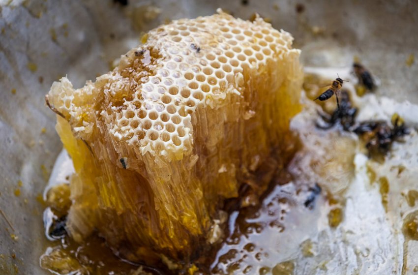 Мед гімалайських бджіл