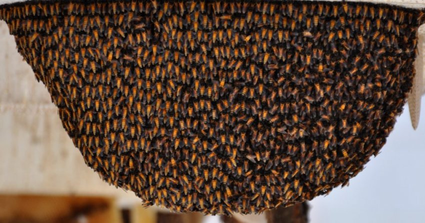 Гімалайські бджоли