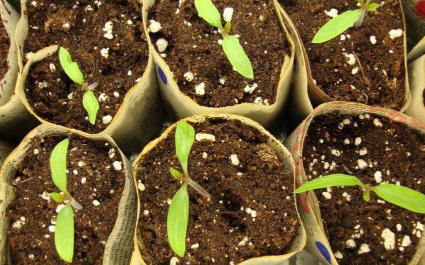 Самостійне вирощування розсади Самостійне вирощування розсади