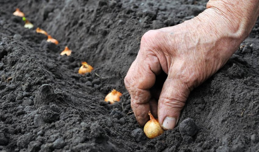 Посадка цибулі