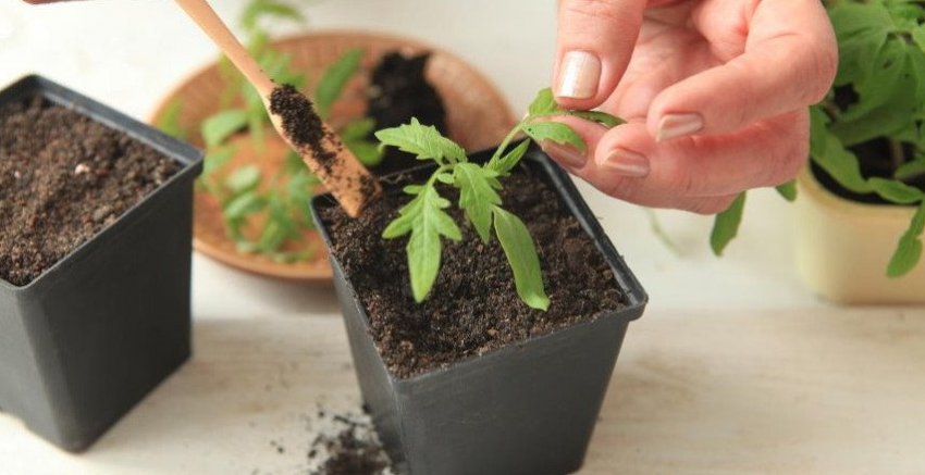 Догляд за розсадою Догляд за розсадою