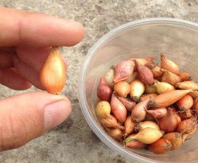 Навіщо обрізати озима цибуля при посадці під зиму