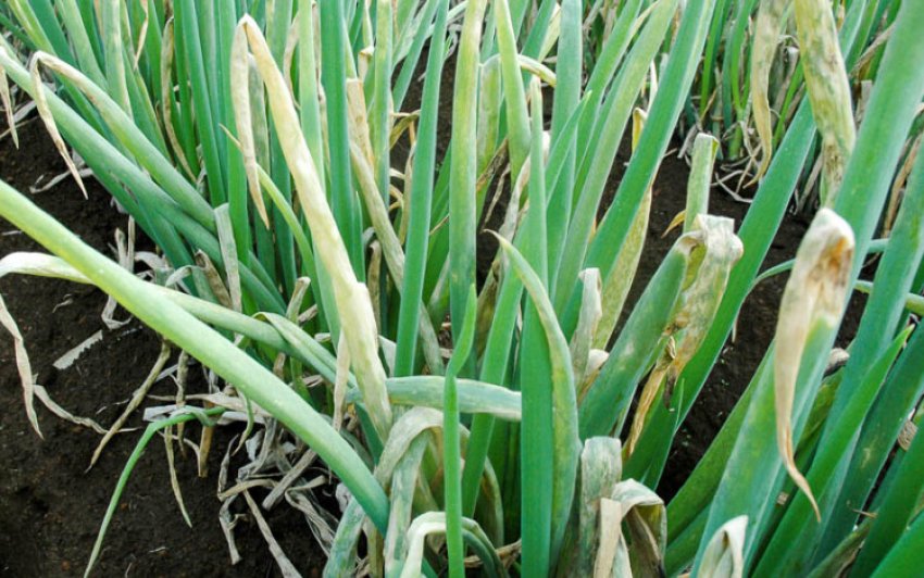 Борошниста роса на луці