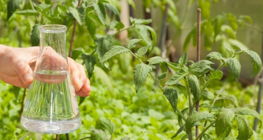 Підживлення томатів Підживлення томатів