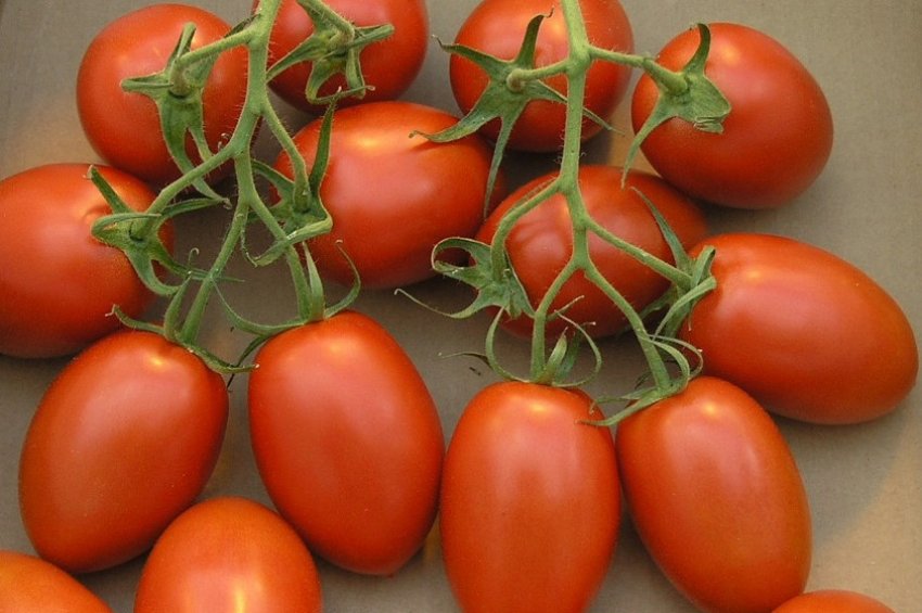 Збирання та зберігання врожаю Збирання та зберігання врожаю