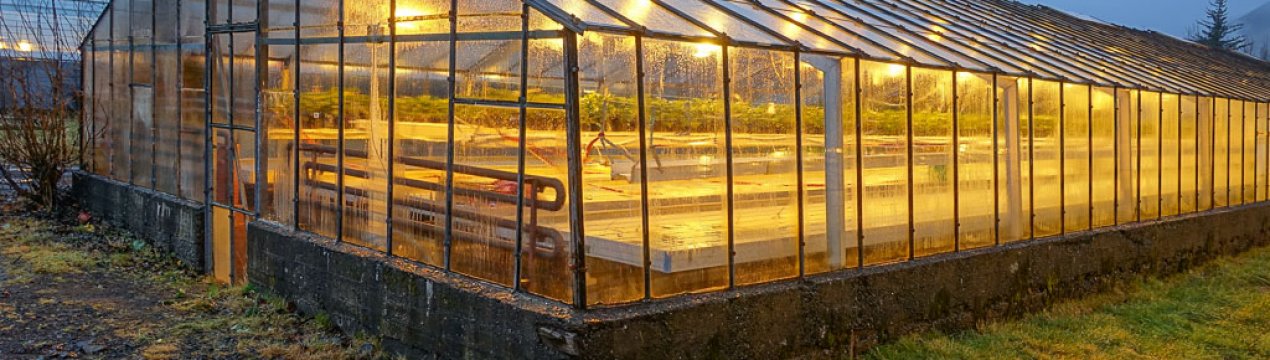 Росія б'є власні рекорди за кількістю зимових теплиць