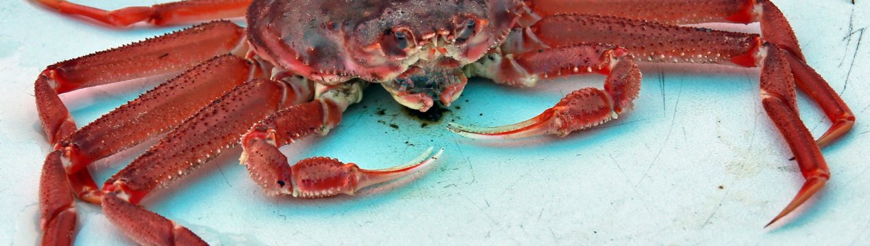 Російським рибалкам дозволять вилов краба-стригуна опил