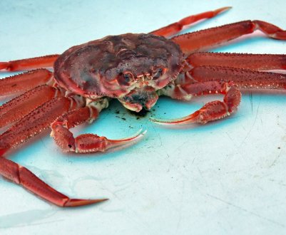 Російським рибалкам дозволять вилов краба-стригуна опил