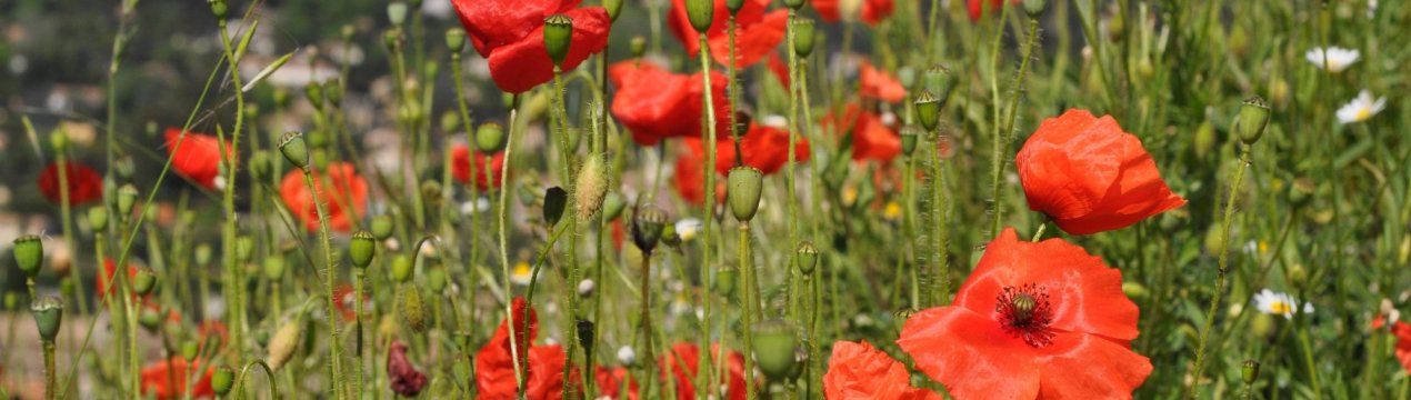 На російських полях дозволять вирощувати опіумний мак