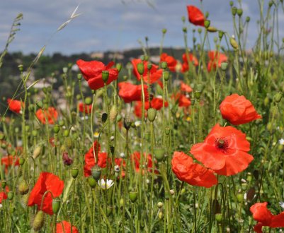 На російських полях дозволять вирощувати опіумний мак