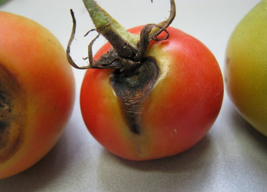 Альтернаріоз