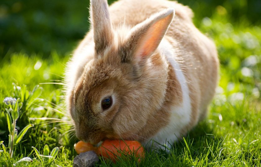 Кролиководство как выгодный бизнес: преимущества и недостатки