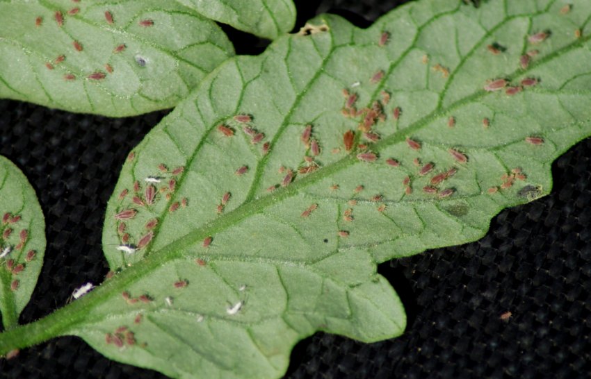 Попелиця на помідорах