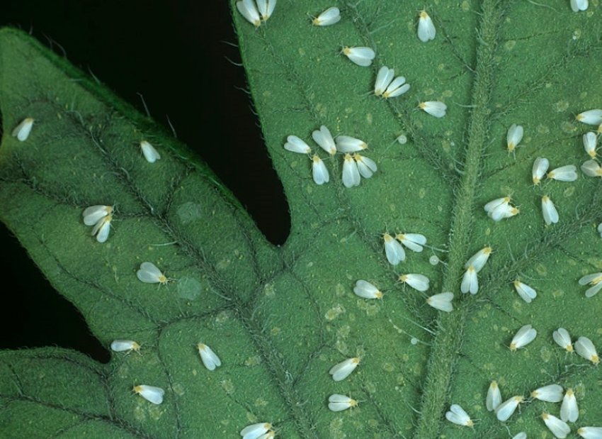 Білокрилка на помідорах