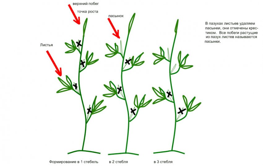 Формування томатів Формування томатів