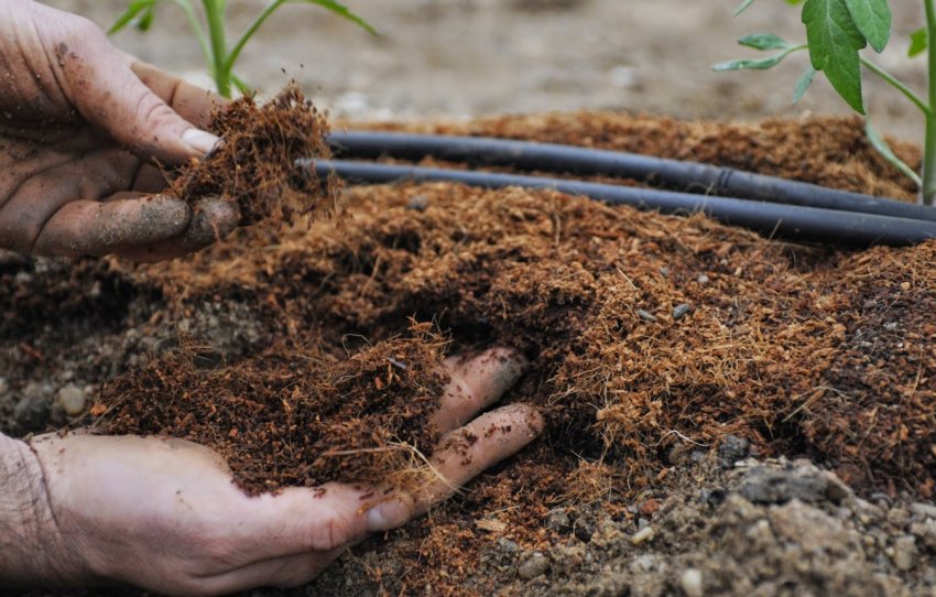 Підживлення томатів