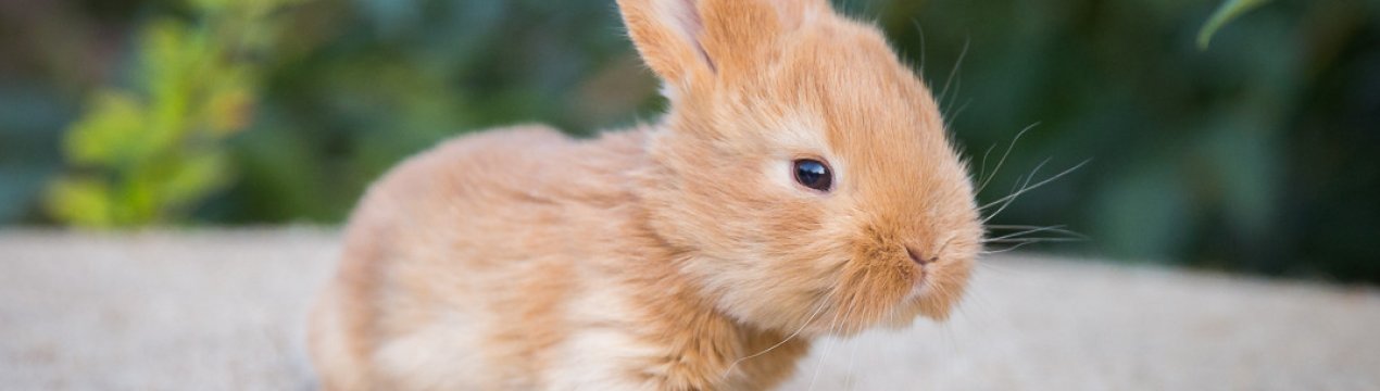 Чем и как правильно кормить карликовых кроликов