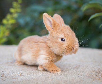 Чим і як правильно годувати карликових кроликів