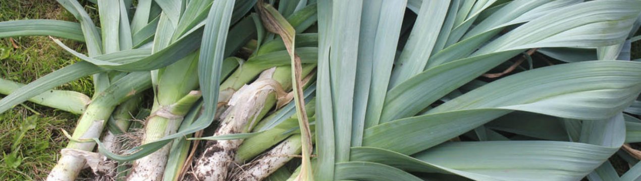 Коли прибирати цибулю-порей і як підготувати його до зберігання