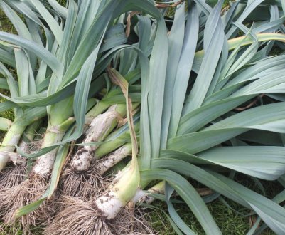 Коли прибирати цибулю-порей і як підготувати його до зберігання