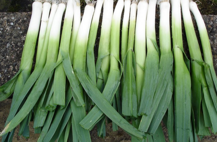 Цибулю-порей