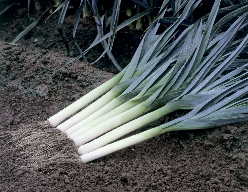 Цибулю-порей