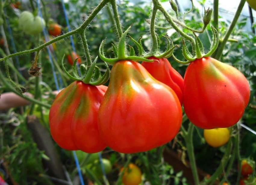 Характеристика та опис сорту