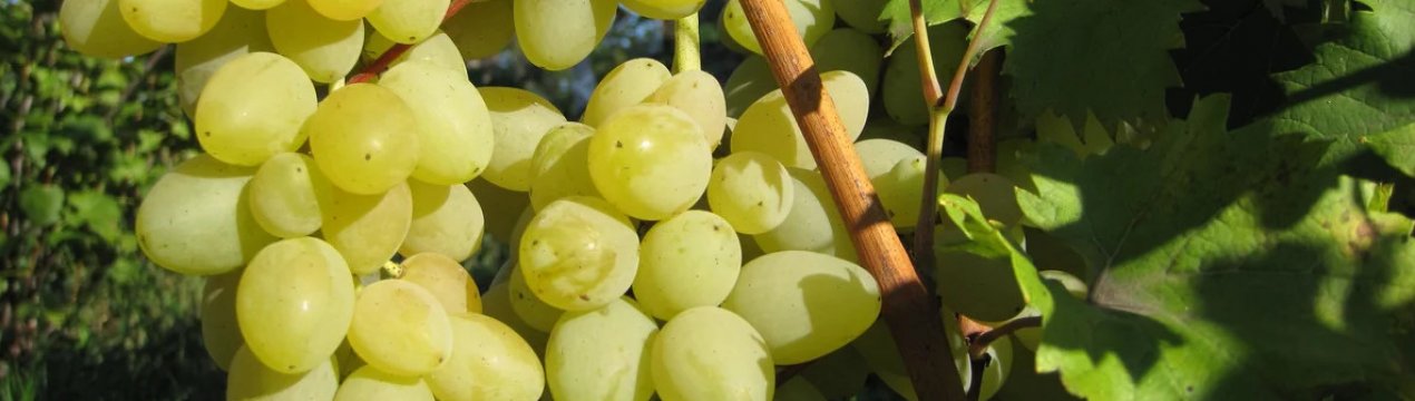 Виноград Мускат летний: описание и агротехника выращивания сорта