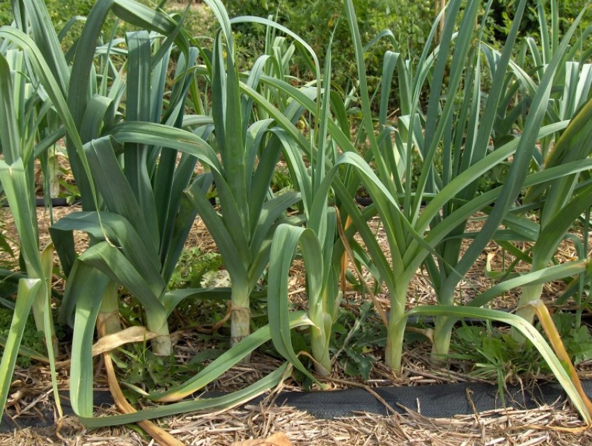 Цибулю-порей