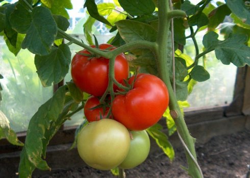 Помидоры Чудо рынка: описание сорта, агротехника выращивания