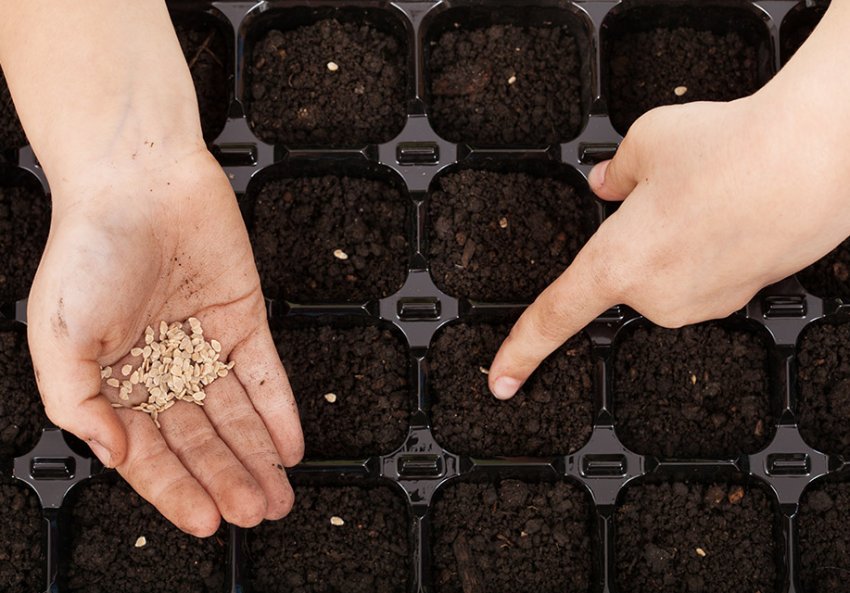 Посів насіння