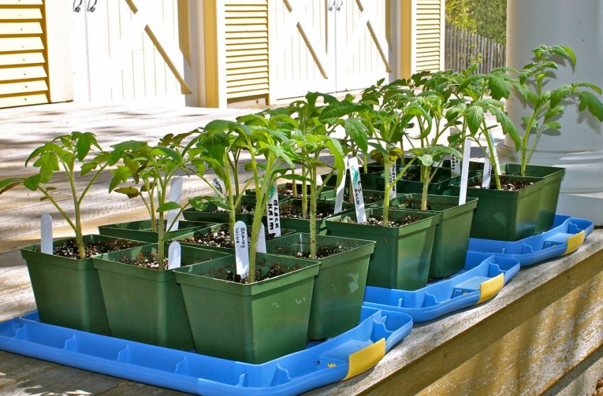 Загартовування розсади томатів