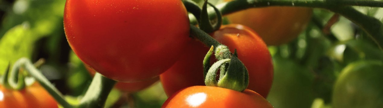 Томат Непас: характеристика и описание сорта, фото, урожайность ...