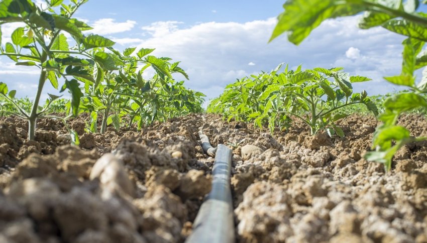 Крапельний полив томатів