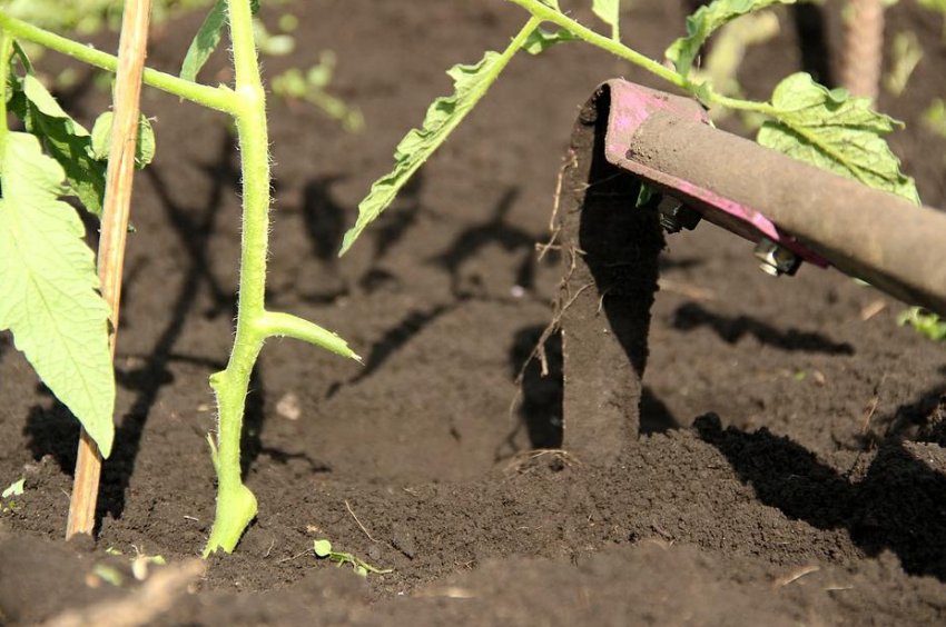 Розпушування томатів