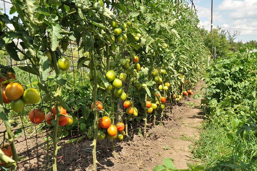 Шпалерное підв'язування томатів