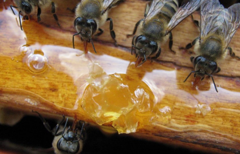 Подкормка пчёл