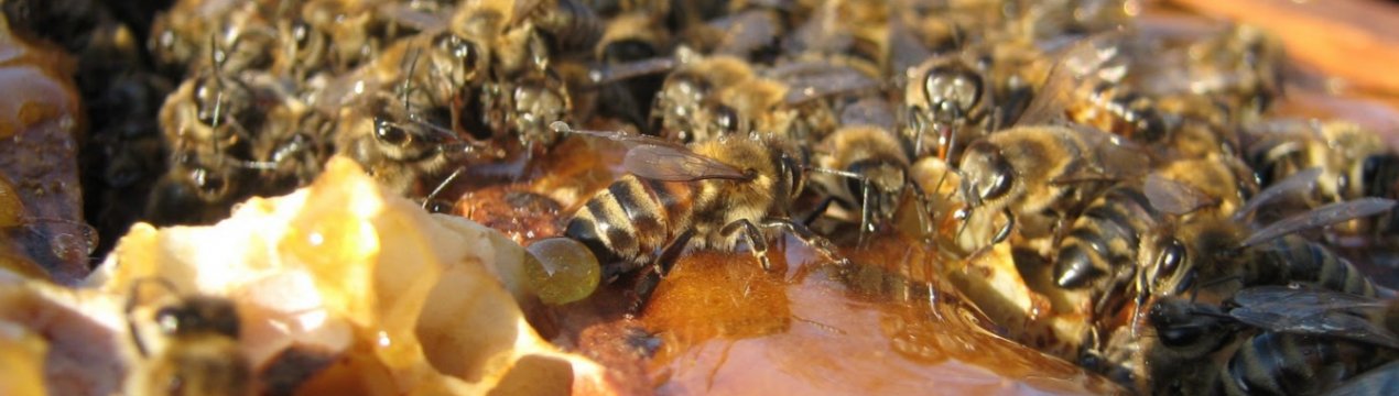 Як правильно підгодовувати бджіл взимку?